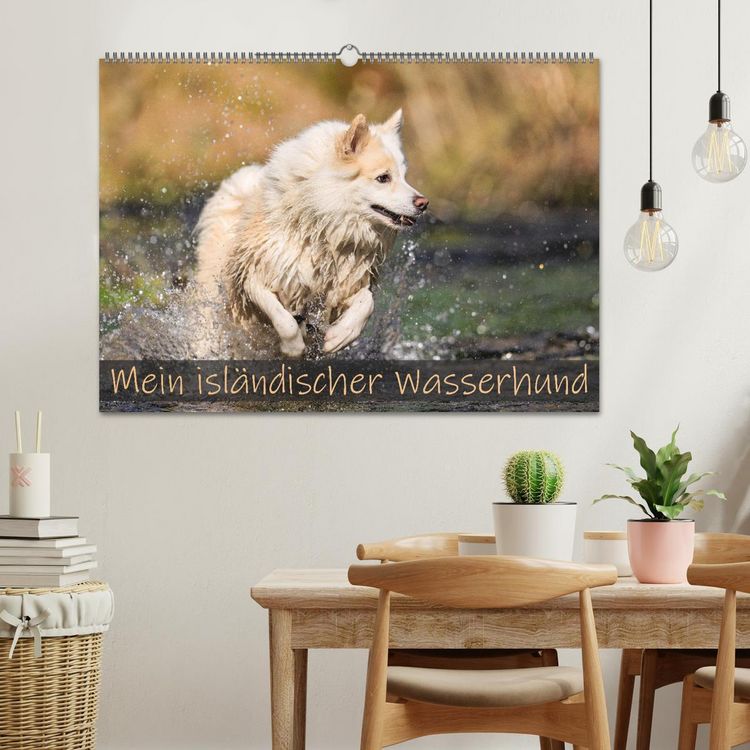 Produktbild: Mein isl&auml;ndischer Wasserhund (Wandkalender 2026 DIN A2 quer), CALVENDO Monatskalender