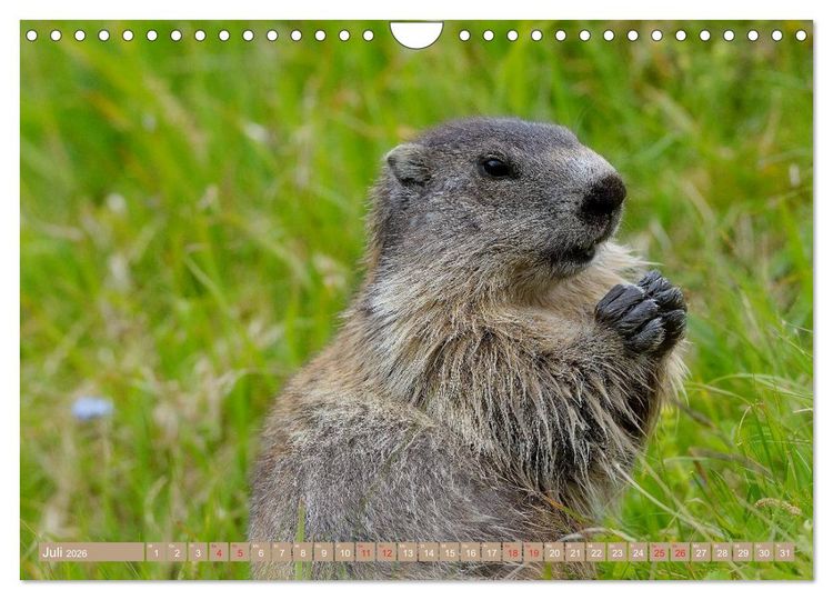 Produktbild: Alpenmurmeltiere in freier Wildbahn (Wandkalender 2026 DIN A4 quer), CALVENDO Monatskalender