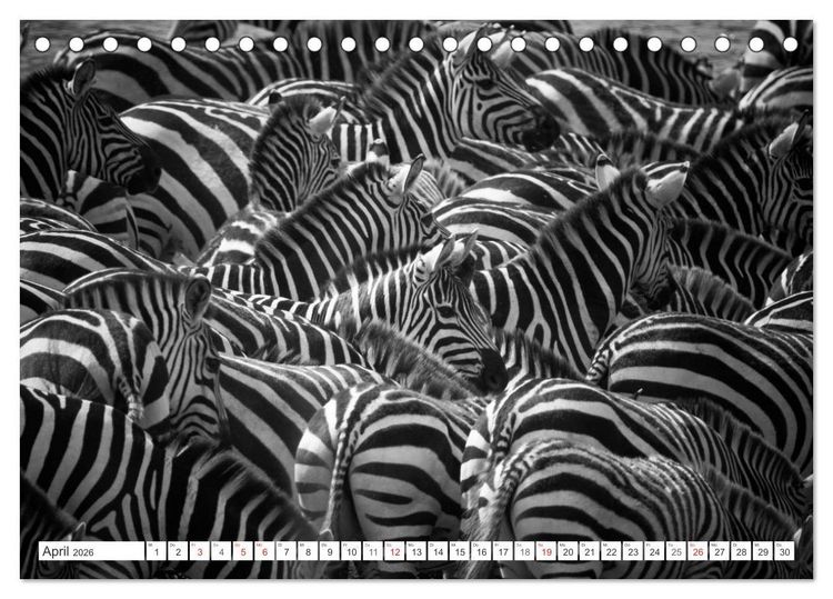 Produktbild: Emotionale Momente: Zebras - black & white. (Tischkalender 2026 DIN A5 quer), CALVENDO Monatskalender
