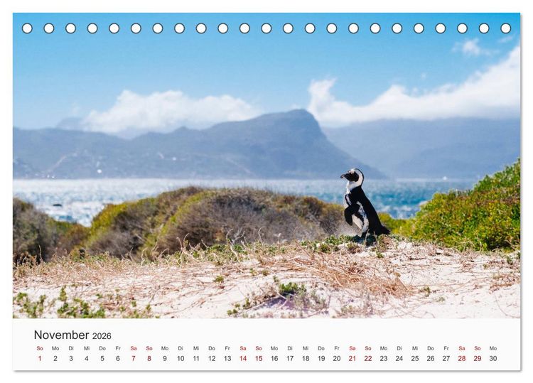 Produktbild: Pinguine - Die sympathischen Frack-Tr&auml;ger (Tischkalender 2026 DIN A5 quer), CALVENDO Monatskalender