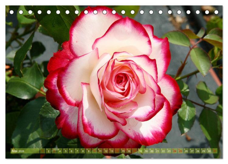 Produktbild: Verlockende Rosenpracht (Tischkalender 2026 DIN A5 quer), CALVENDO Monatskalender