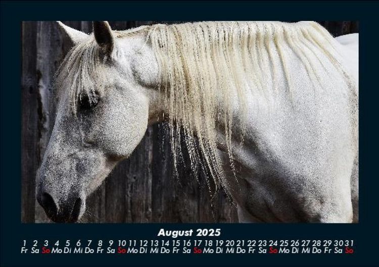 Produktbild: Pferde Kalender 2025 Fotokalender DIN A5