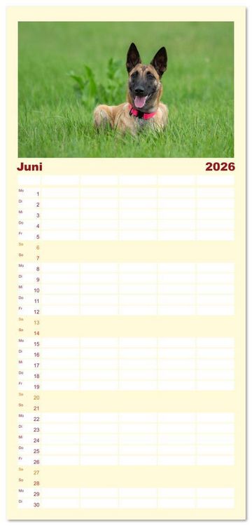 Produktbild: Familienplaner 2026 - Traumhund Malinois mit 5 Spalten (Wandkalender, 21 x 45 cm) CALVENDO