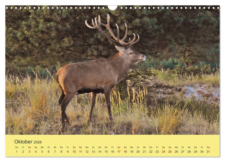 Produktbild: K&uuml;sten Hirsche - Rotwild auf dem Dar&szlig; (Wandkalender 2026 DIN A3 quer), CALVENDO Monatskalender