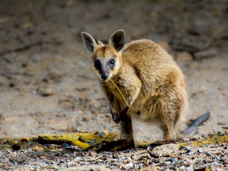 Produktbild: CALVENDO Puzzle Wallaby - S&uuml;daustralien 1000 Teile Puzzle quer | 1000 Teile Lege-Gr&ouml;&szlig;e 64 &times; 48 cm Foto-Puzzle f&uuml;r gl&uuml;ckliche Stunden