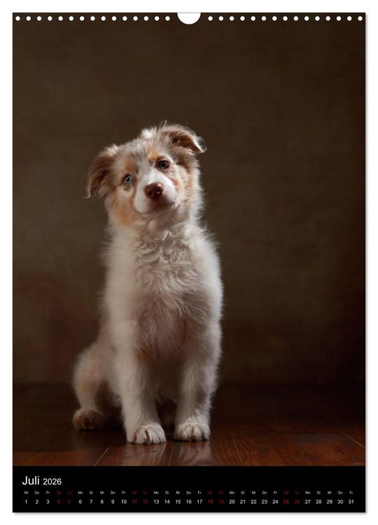 Produktbild: Geliebte Aussies - Australian Shepherds im Portrait (Wandkalender 2026 DIN A3 hoch), CALVENDO Monatskalender