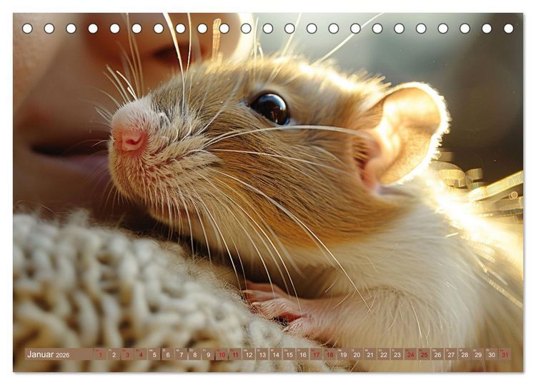 Produktbild: Mein bester Kumpel ist eine Ratte (Tischkalender 2026 DIN A5 quer), CALVENDO Monatskalender