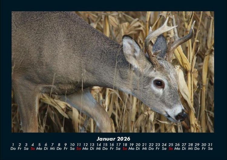 Produktbild: Waldbewohner 2026 Fotokalender DIN A4