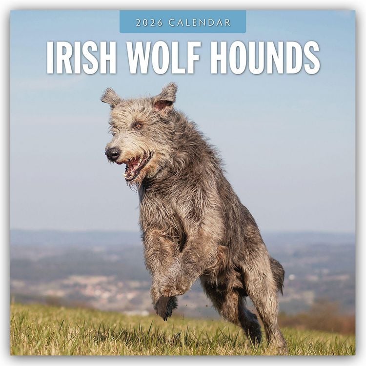 Produktbild: Irish Wolfhounds – Irischer Wolfshund 2026 – 16-Monatskalender
