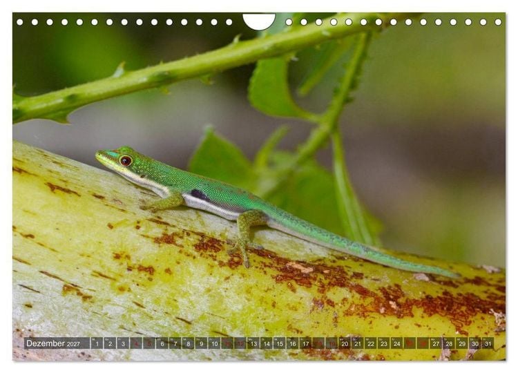 Produktbild: Reptilien auf Madagaskar (Wandkalender 2027 DIN A4 quer), CALVENDO Monatskalender