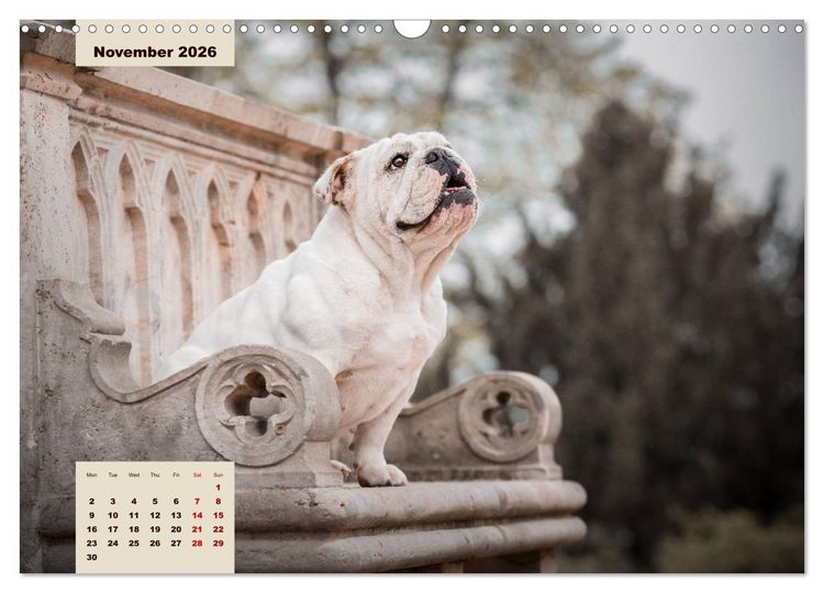 Produktbild: English Bulldog (Wall Calendar 2026 DIN A3 landscape), CALVENDO 12 Month Wall Calendar