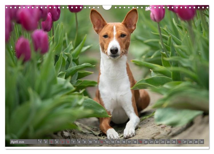 Produktbild: Eine Reise in die Welt der Basenjis (Wandkalender 2026 DIN A3 quer), CALVENDO Monatskalender