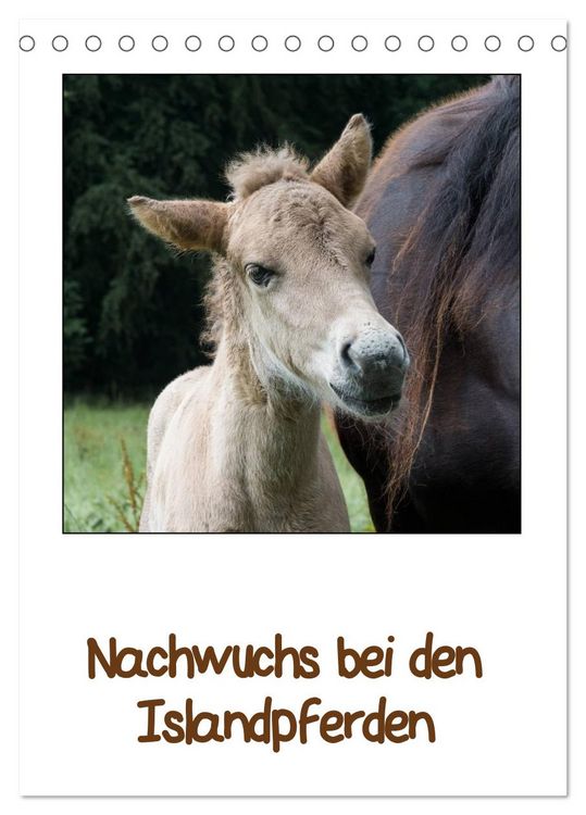 Produktbild: Nachwuchs bei den Islandpferden (Tischkalender 2026 DIN A5 hoch), CALVENDO Monatskalender