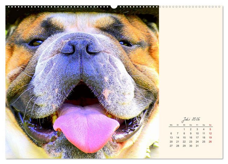 Produktbild: Dicke Freunde. Englische Bulldoggen (Wandkalender 2026 DIN A2 quer), CALVENDO Monatskalender