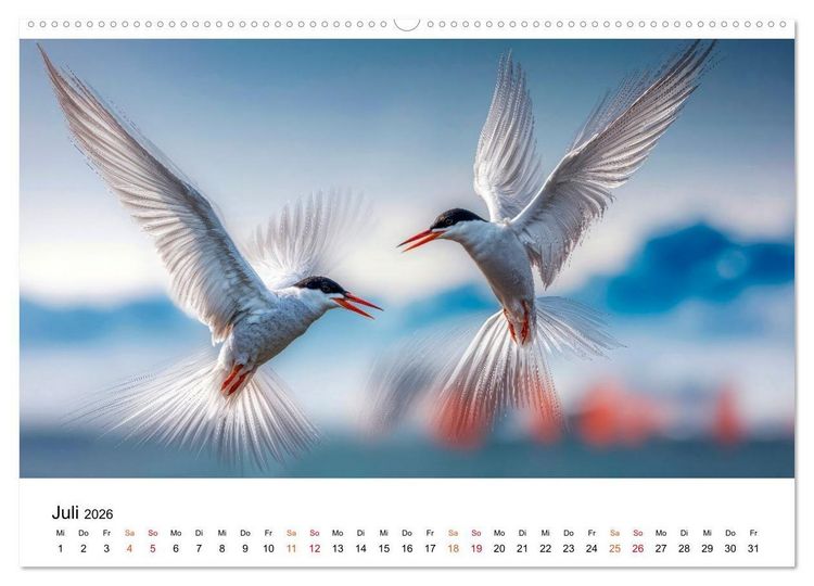 Produktbild: Seeschwalben - Meister der L&uuml;fte (Wandkalender 2026 DIN A2 quer), CALVENDO Monatskalender
