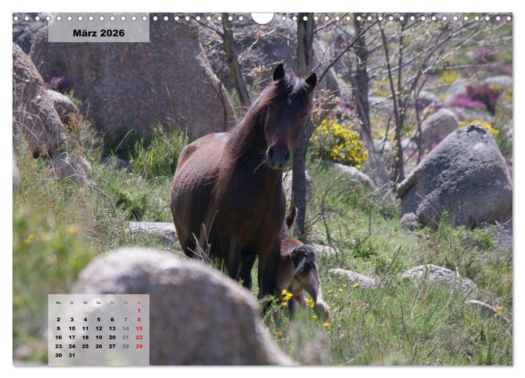 Produktbild: Nordportugal - Heimat der letzten wilden Pferde (Wandkalender 2026 DIN A3 quer), CALVENDO Monatskalender
