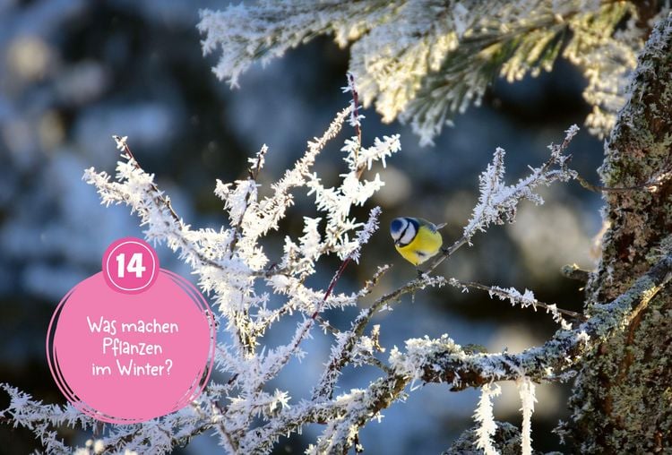 Produktbild: Mein WAS IST WAS Adventskalenderbuch 4