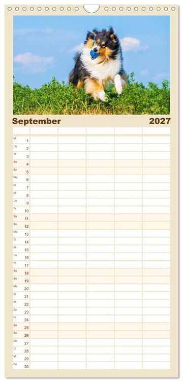 Produktbild: Familienplaner 2027 - Faszinierende Rough Collies mit 5 Spalten (Wandkalender, 21 x 45 cm) CALVENDO