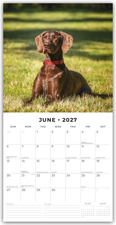 Produktbild: German Shorthaired Pointers &ndash; Deutscher Kurzhaar &ndash; Deutscher Kurzhaariger Vorstehhund 2027 &ndash; 16-Monatskalender