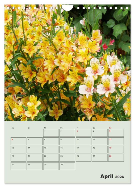 Produktbild: Lilien im Garten (Wandkalender 2026 DIN A4 hoch), CALVENDO Monatskalender