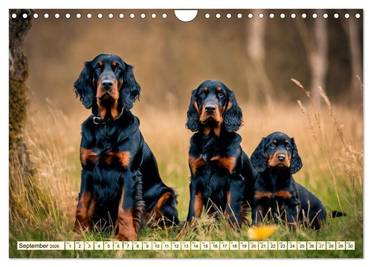 Produktbild: Gordon Setter - elegant powerhouse (Wall Calendar 2026 DIN A4 landscape), CALVENDO 12 Month Wall Calendar