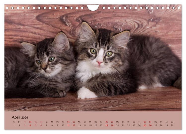 Produktbild: Flauschige Ragdoll Kitten (Wandkalender 2026 DIN A4 quer), CALVENDO Monatskalender