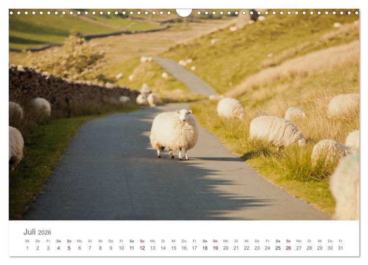Produktbild: Schafe - Weich und wollig (Wandkalender 2026 DIN A3 quer), CALVENDO Monatskalender