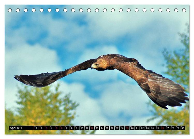 Produktbild: Faszination Greifv&ouml;gel Schnelle J&auml;ger (Tischkalender 2026 DIN A5 quer), CALVENDO Monatskalender