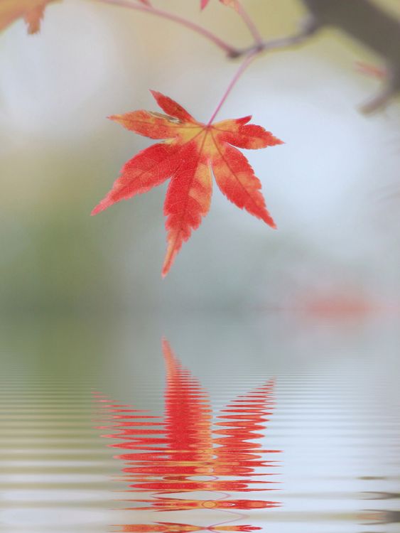 Produktbild: CALVENDO Puzzle herbstliches Ahornblatt mit Spiegelung 1000 Teile Lege-Gr&ouml;&szlig;e 48 x 64 cm Foto-Puzzle Bild von SusaZoom