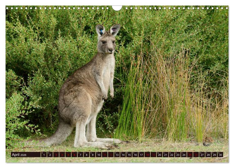 Produktbild: Traumpfade Australien (Wandkalender 2026 DIN A3 quer), CALVENDO Monatskalender