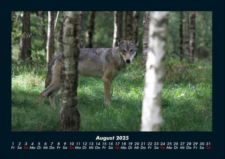 Produktbild: Waldzauber 2025 Fotokalender DIN A4