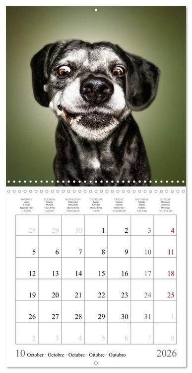 Produktbild: Funny Dog Faces (Wall Calendar 2026 12 &times; 12 Inch) CALVENDO 12 Month Wall Calendar