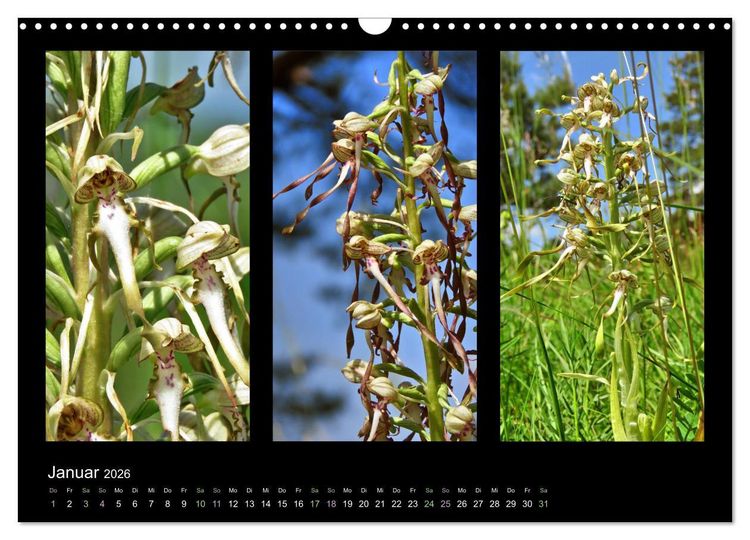 Produktbild: Heimische Orchideen im Dreierpack (Wandkalender 2026 DIN A3 quer), CALVENDO Monatskalender