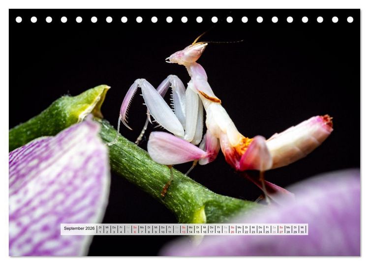 Produktbild: Die Orchideen Gottesanbeterin (Tischkalender 2026 DIN A5 quer), CALVENDO Monatskalender