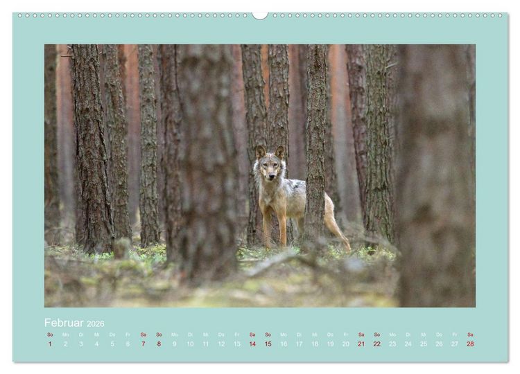 Produktbild: W&ouml;lfe, Impressionen aus der Lausitz (Wandkalender 2026 DIN A2 quer), CALVENDO Monatskalender