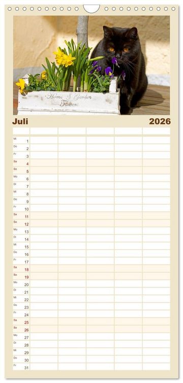 Produktbild: Familienplaner 2026 - B&auml;rige Schmusetiger - Britisch Kurzhaar Katzen mit 5 Spalten (Wandkalender, 21 x 45 cm) CALVENDO