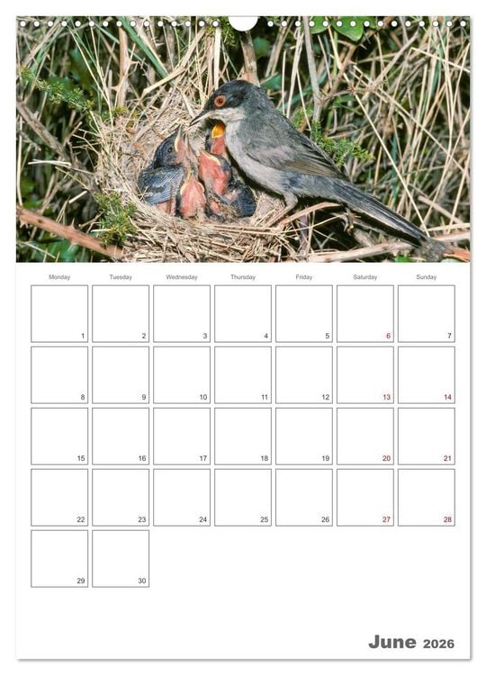 Produktbild: At the dawn of life the secret life of passerines (Wall Calendar 2026 DIN A3 portrait), CALVENDO 12 Month Wall Calendar