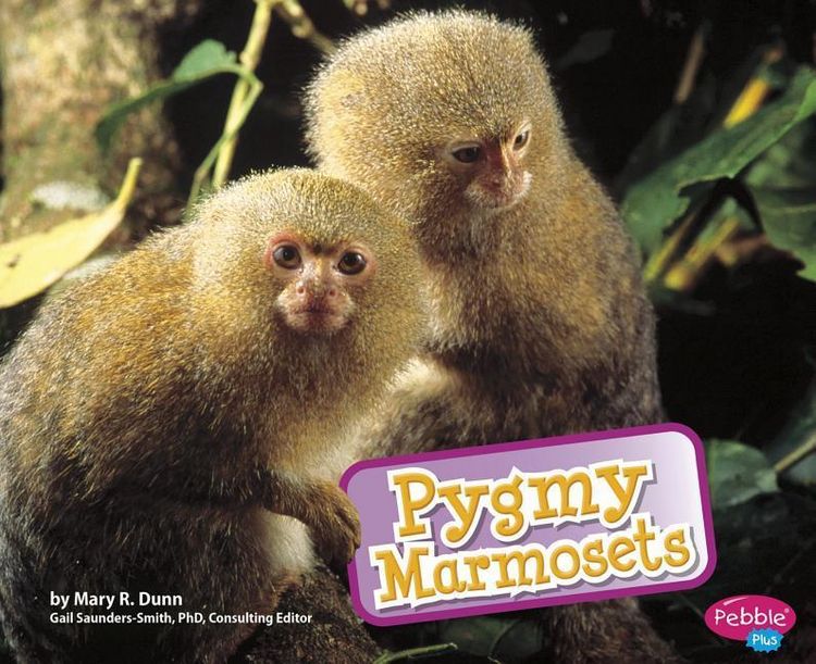 Produktbild: Pygmy Marmosets