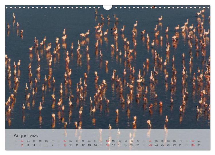 Produktbild: Flamingo Impressionen 2026 (Wandkalender 2026 DIN A3 quer), CALVENDO Monatskalender