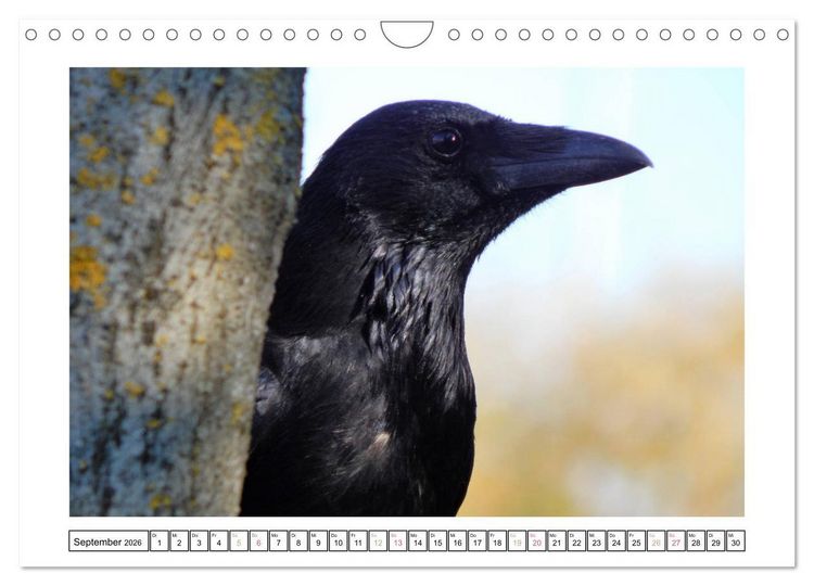 Produktbild: Rabenhafte Augenblicke (Wandkalender 2026 DIN A4 quer), CALVENDO Monatskalender