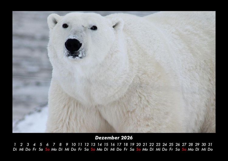 Produktbild: Tiere in der Wildnis 2026 Fotokalender DIN A3