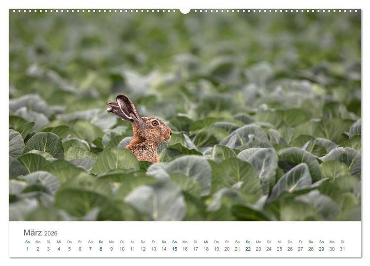 Produktbild: Feldhasen - dem Langohr auf der Spur (Wandkalender 2026 DIN A2 quer), CALVENDO Monatskalender