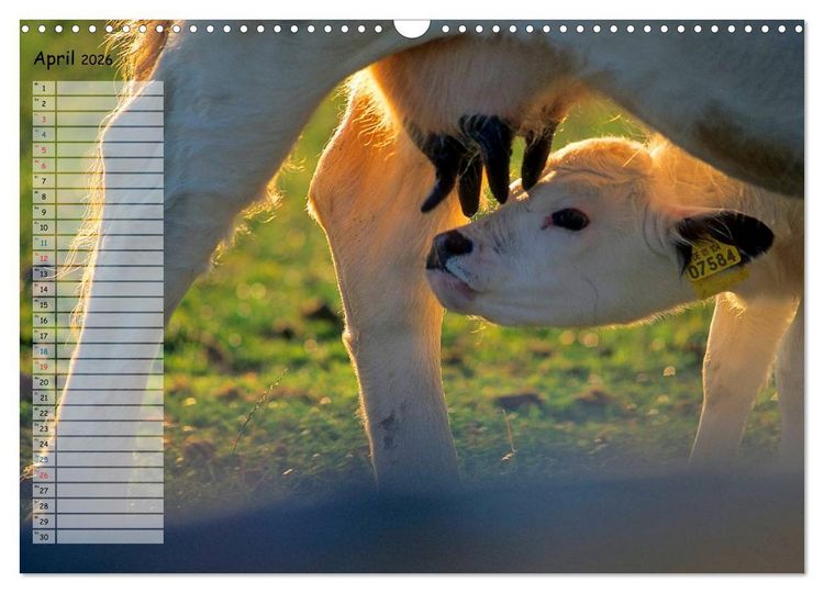 Produktbild: Rinder auf dem Lande (Wandkalender 2026 DIN A3 quer), CALVENDO Monatskalender