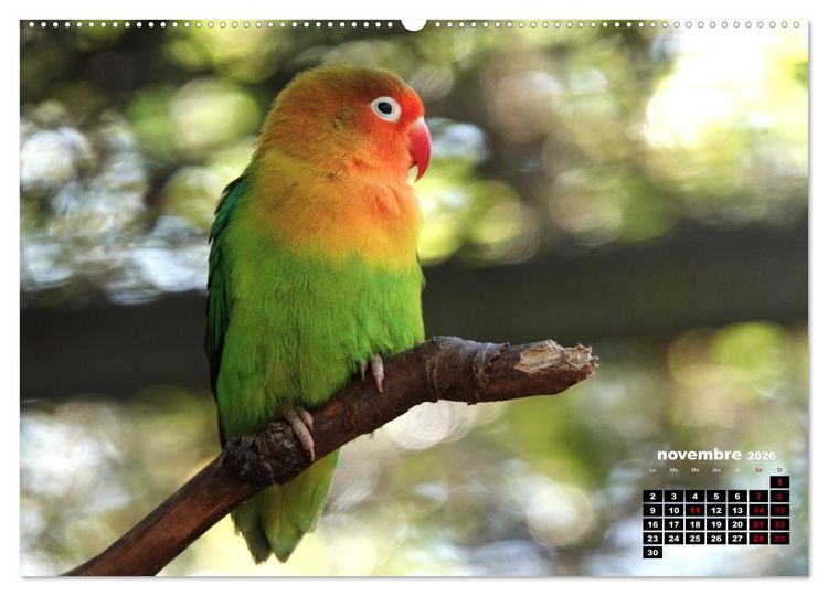 Produktbild: Oiseaux exotiques (Calendrier mural 2026 DIN A2 vertical), CALVENDO calendrier mensuel