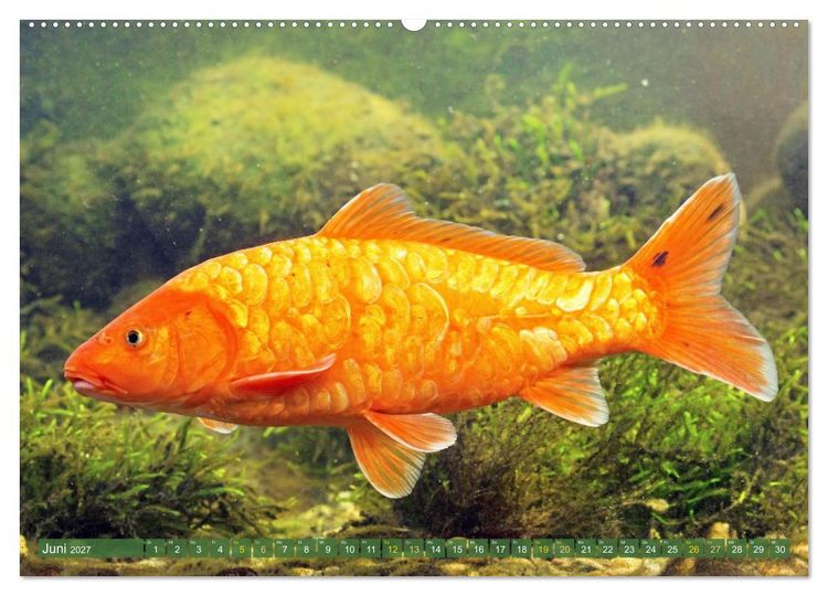 Produktbild: Koi: Juwelen im Teich (Wandkalender 2027 DIN A2 quer), CALVENDO Monatskalender