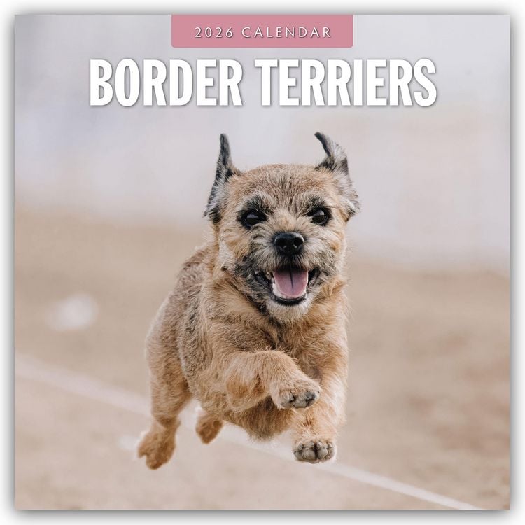 Produktbild: Border Terriers – Border Terrier 2026 – 16-Monatskalender