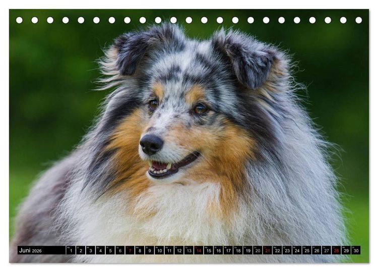 Produktbild: Traumhund Sheltie (Tischkalender 2026 DIN A5 quer), CALVENDO Monatskalender