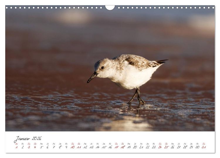 Produktbild: Vogelwelt Helgoland - von Ostfriesenfotografie (Wandkalender 2026 DIN A3 quer), CALVENDO Monatskalender