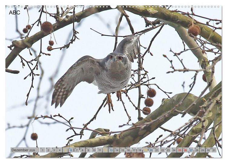 Produktbild: Habicht - aus dem Leben eines imposanten Greifvogels (Wandkalender 2026 DIN A2 quer), CALVENDO Monatskalender
