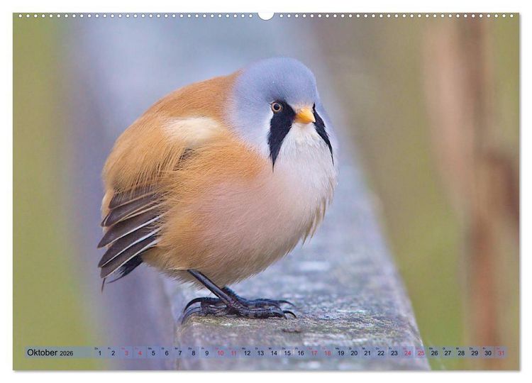 Produktbild: Steckbriefe einheimischer V&ouml;gel (hochwertiger Premium Wandkalender 2026 DIN A2 quer), Kunstdruck in Hochglanz